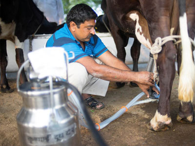 Milking